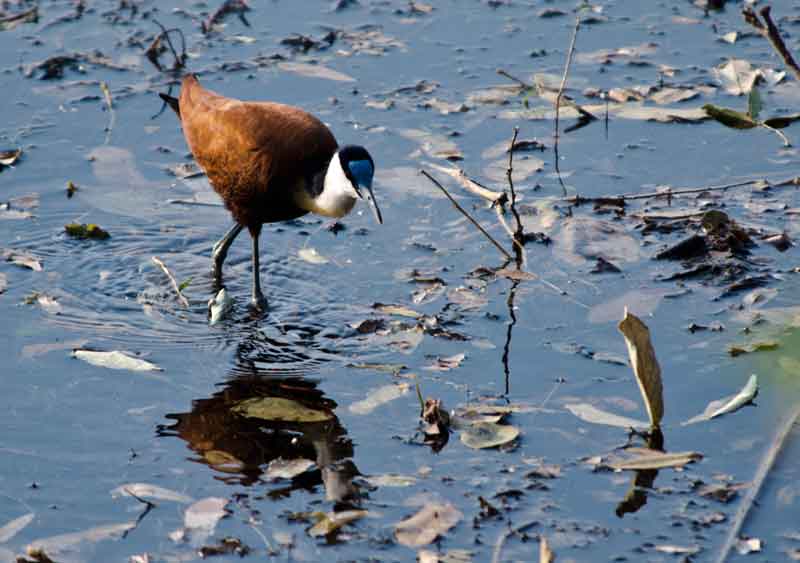 African Jacana - parque nacional de Bwabwata - Namibia 1.jpg